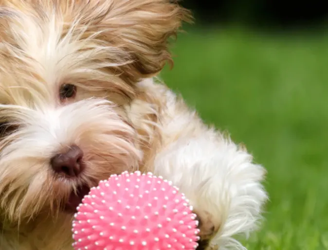 Small dog chasing a pink ball through grass